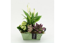 Arrangementen kamerplanten HECR-2545 Autumn Essentials3 pp