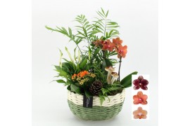 Phalaenopsis HECR-2551 Autumn Essentials5 pp