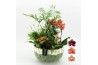 Phalaenopsis HECR-2551 Autumn Essentials5 pp