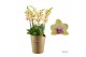 Phalaenopsis multifloratypes floriclone spunky Duetto Multi - 4 tak, 6 