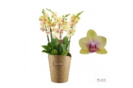 Phalaenopsis multifloratypes floriclone spunky Duetto Multi - 4 tak, 6