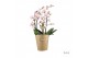 Phalaenopsis multiflora roze Duetto Multi - Carola - 4 tak, 60+ bloem 