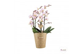 Phalaenopsis multiflora roze Duetto Multi - Carola - 4 tak, 60+ bloem
