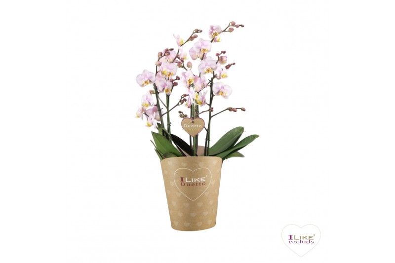 Phalaenopsis multiflora roze Duetto Multi - Carola - 4 tak, 60+ bloem 