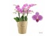 Phalaenopsis roze Duetto Multi -  Friday Flirt - 4 tak, 60+ bloem 