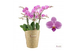 Phalaenopsis roze Duetto Multi -  Friday Flirt - 4 tak, 60+ bloem