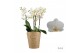 Phalaenopsis wit Duetto Multi - French Blonde - 4 tak, 60+ bloem 