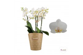 Phalaenopsis wit Duetto Multi - French Blonde - 4 tak, 60+ bloem