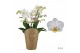 Phalaenopsis wit Duetto Multi - French Blonde - 4 tak, 60+ bloem 