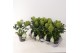 Skimmia japonica fragrant cloud 3+ bloem 