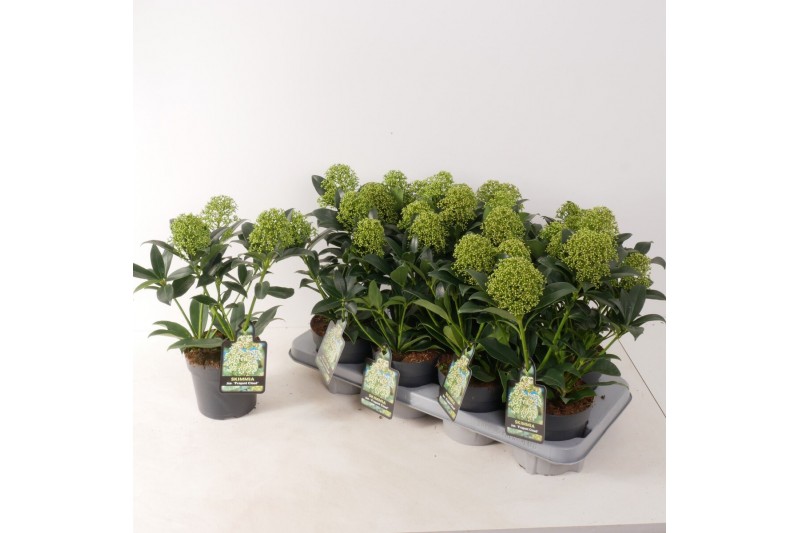 Skimmia japonica fragrant cloud 3+ bloem 