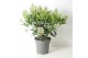Skimmia japonica fragrant cloud 15+ bloem 