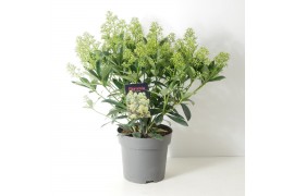 Skimmia japonica fragrant cloud 15+ bloem