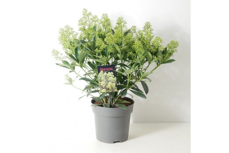 Skimmia japonica fragrant cloud 15+ bloem 