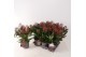 Skimmia japonica rubella 6+ bloem 