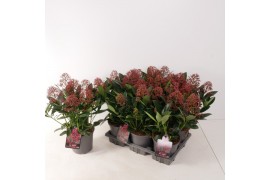 Skimmia japonica rubella 6+ bloem