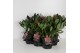 Skimmia japonica rubella 6+ bloem 