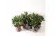 Skimmia japonica rubella 6+ bloem 