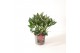 Skimmia japonica rubella 6+ bloem 