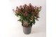 Skimmia japonica rubella 12+ bloem 