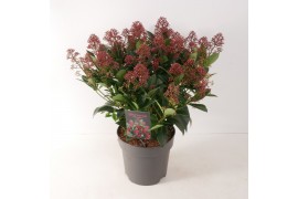 Skimmia japonica rubella 12+ bloem