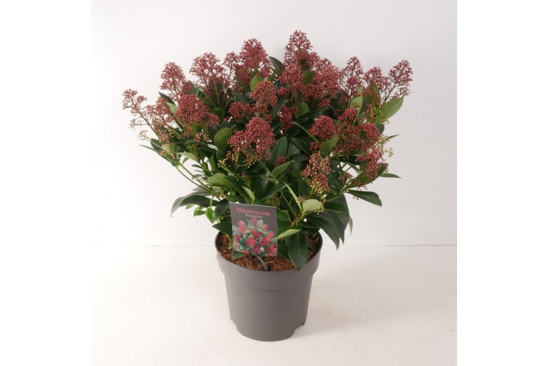 Skimmia japonica rubella 12+ bloem 