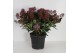 Skimmia japonica rubella 12+ bloem 