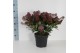 Skimmia japonica rubella 12+ bloem 