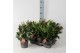 Skimmia japonica finchy Twins - Rubella/Finchy - 6+ bloem 