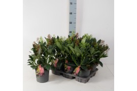 Skimmia japonica finchy Twins - Rubella/Finchy - 6+ bloem