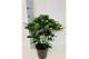 Skimmia japonica white globe 10+ bloem 