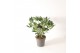 Skimmia japonica white globe 10+ bloem 