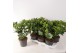 Skimmia japonica white globe 10+ bloem 