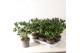 Skimmia japonica white globe 10+ bloem 