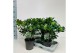 Skimmia japonica white globe 10+ bloem 