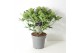 Skimmia japonica white globe 15+ bloem 