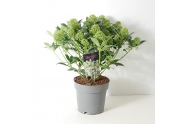 Skimmia japonica white globe 15+ bloem