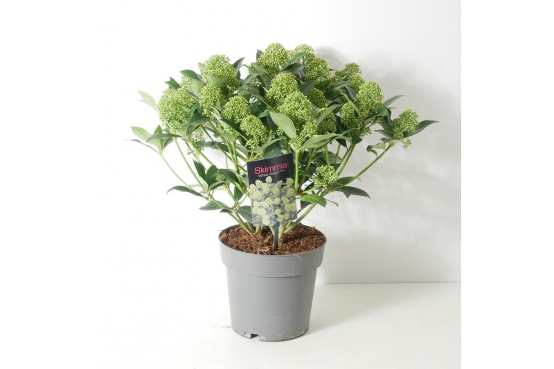 Skimmia japonica white globe 15+ bloem 