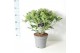 Skimmia japonica white globe 15+ bloem 