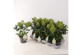 Skimmia japonica white globe Skimmia jap. White Globe P13 3 bl.