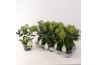 Skimmia japonica white globe Skimmia jap. White Globe P13 3 bl.