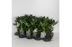 Skimmia japonica white globe Skimmia jap. White Globe P13 6 bl. 