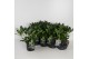 Skimmia japonica white globe Skimmia jap. White Globe P13 6 bl. 