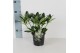 Skimmia japonica white globe Skimmia jap. White Globe P13 6 bl. 
