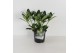 Skimmia japonica white globe Skimmia jap. White Globe P13 6 bl. 