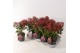 Skimmia japonica rubesta cuba 3+ bloem 
