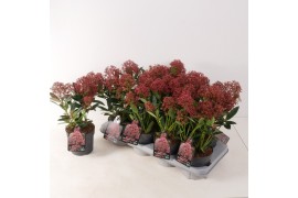 Skimmia japonica rubesta cuba 3+ bloem