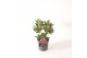 Skimmia japonica rubesta cuba 3+ bloem 