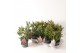 Skimmia japonica rubesta cuba 3+ bloem 