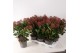 Skimmia japonica rubella 6+ bloem 